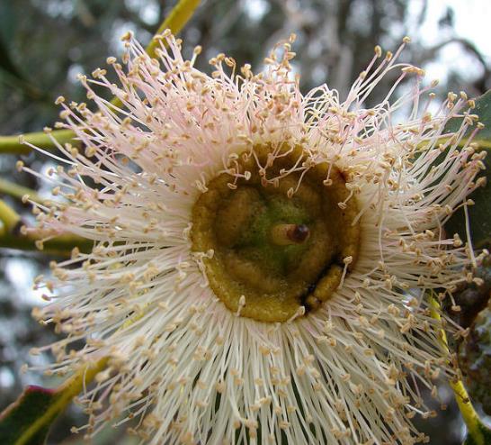 Eucalyptus globulus Ssp Globulus - Eucalipto Globulus, Eucalipto Medicinal - Imagem 4