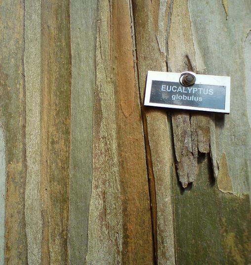 Eucalyptus globulus Ssp Globulus - Eucalipto Globulus, Eucalipto Medicinal - Imagem 6