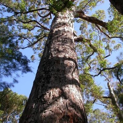 Eucalyptus jacksonii - Eucalipto Gigante da Floresta, Eucalipto Red Tingle, Eucalipto Gigante Jacksonii