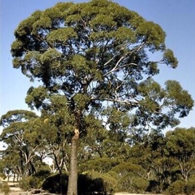 Eucalyptus kondininensis - Eucalipto Kondinin, Kondinin Blackbutt, Black Yate, Stocking Gum