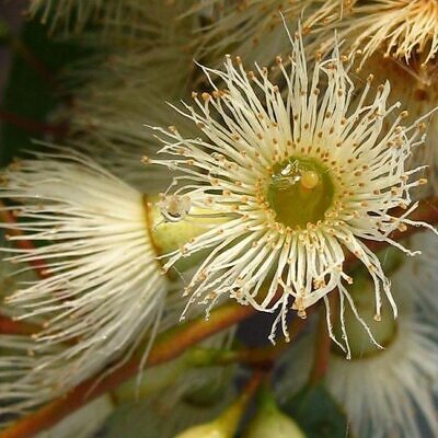 Eucalyptus melliodora - Eucalipto Melífero, Yellow Box