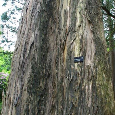 Eucalyptus muelleriana NZ - Eucalipto Goma de Corda Amarela, Eucalipto, Yellow Stringybark Gum