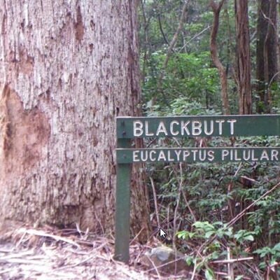 Eucalyptus Pilularis - Eucalipto Blackbutt, Timber Tree Eucalyptus, Wooly Gum, Valuable Timber Tree