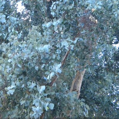 Eucalyptus polyanthemos Ssp Polyanthemos - Eucalipto Caixa Vermelha, Red Box Eucalyptus, Caixa de Poplar, Redbox Silver Dol