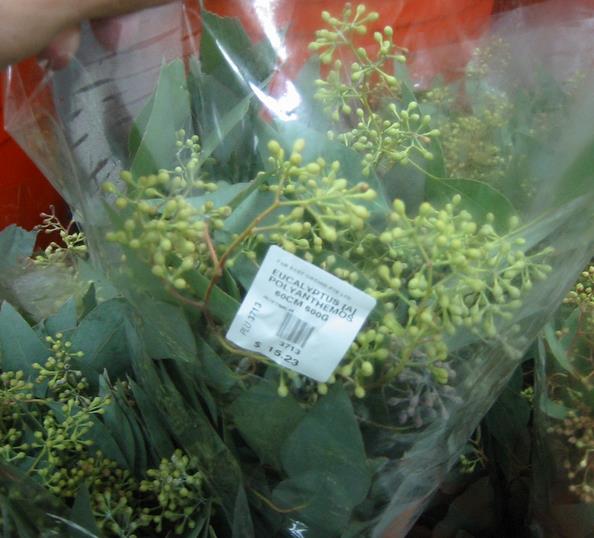 Eucalyptus polyanthemos Ssp Polyanthemos - Eucalipto Caixa Vermelha, Red Box Eucalyptus, Caixa de Poplar, Redbox Silver Dol - Imagem 4