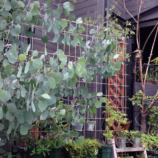 Eucalyptus polyanthemos Ssp Polyanthemos - Eucalipto Caixa Vermelha, Red Box Eucalyptus, Caixa de Poplar, Redbox Silver Dol - Imagem 8