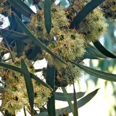 Eucalyptus pulchella NZ -  Eucalipto Hortelã Pimenta Branca, Goma de Hortelã-Pimenta Branca