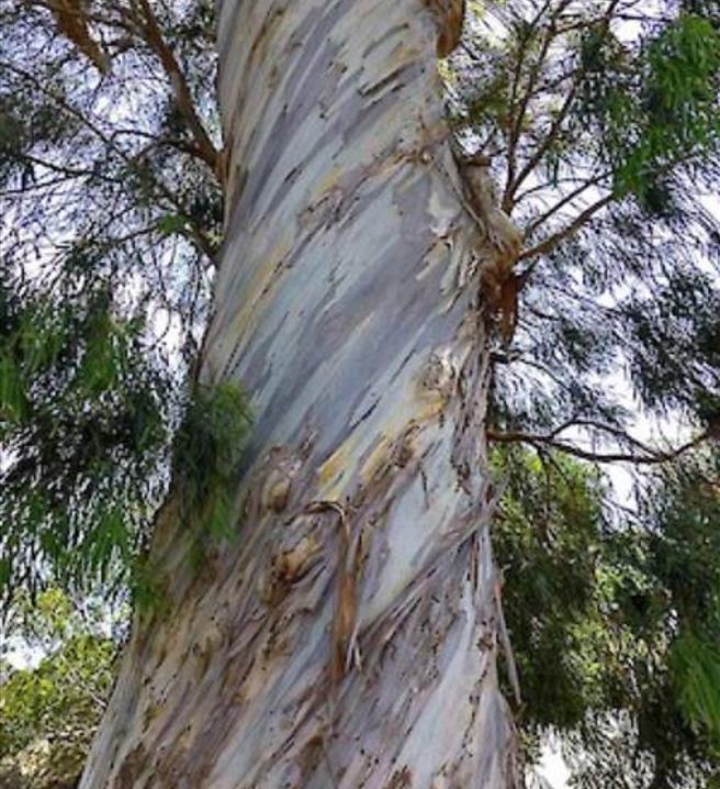 Eucalyptus pulchella NZ - Eucalipto Hortelã Pimenta Branca, Goma de Hortelã-Pimenta Branca - Imagem 2