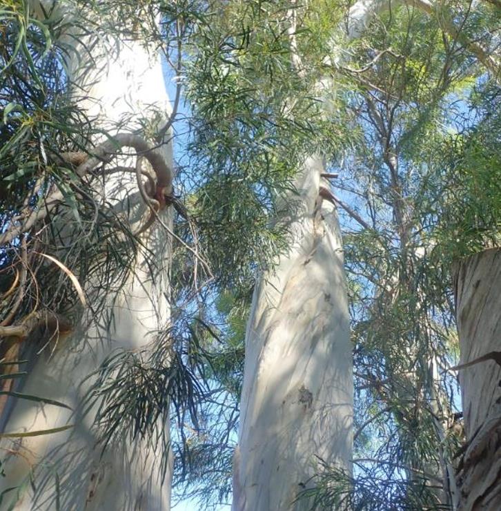 Eucalyptus pulchella NZ - Eucalipto Hortelã Pimenta Branca, Goma de Hortelã-Pimenta Branca - Imagem 3