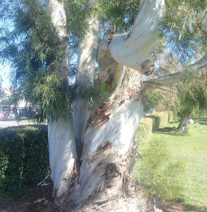 Eucalyptus pulchella NZ - Eucalipto Hortelã Pimenta Branca, Goma de Hortelã-Pimenta Branca - Imagem 4
