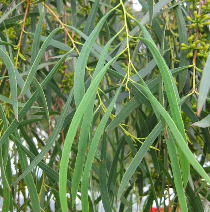 Eucalyptus pulchella NZ - Eucalipto Hortelã Pimenta Branca, Goma de Hortelã-Pimenta Branca - Imagem 5