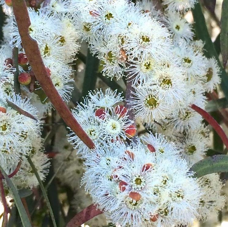 Eucalyptus pulchella NZ - Eucalipto Hortelã Pimenta Branca, Goma de Hortelã-Pimenta Branca - Imagem 7