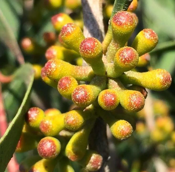Eucalyptus pulchella NZ - Eucalipto Hortelã Pimenta Branca, Goma de Hortelã-Pimenta Branca - Imagem 8