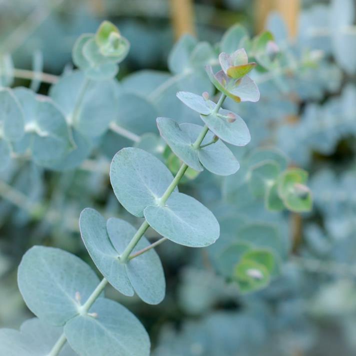 Eucalyptus pulverulenta 'Baby Blue' - Eucalipto Baby Blue, Eucalipto dos Floristas, Eucalipto Prata da Montanha
