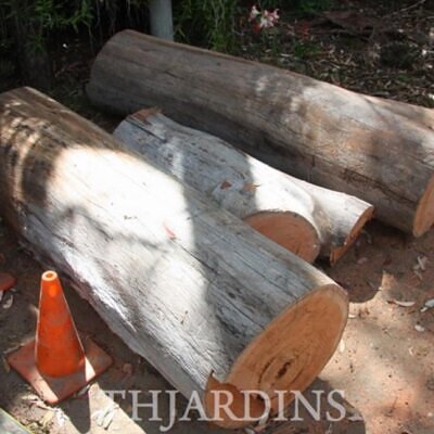 Eucalyptus punctata - Eucalipto Goma Cinza, Goma Cinza Madeira de Ferro, Grey Irongum
