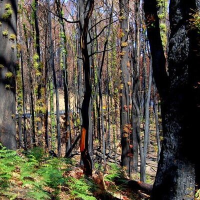 Eucalyptus radiata Ssp Radiata - Eucalipto Radiata Medicinal, Eucalipto Hortelã Pimenta de Folhas Estreitas, Blac