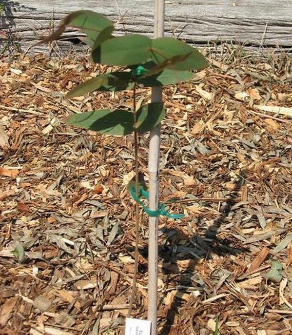 Eucalyptus radiata Ssp Radiata - Eucalipto Radiata Medicinal, Eucalipto Hortelã Pimenta de Folhas Estreitas, Blac - Imagem 2