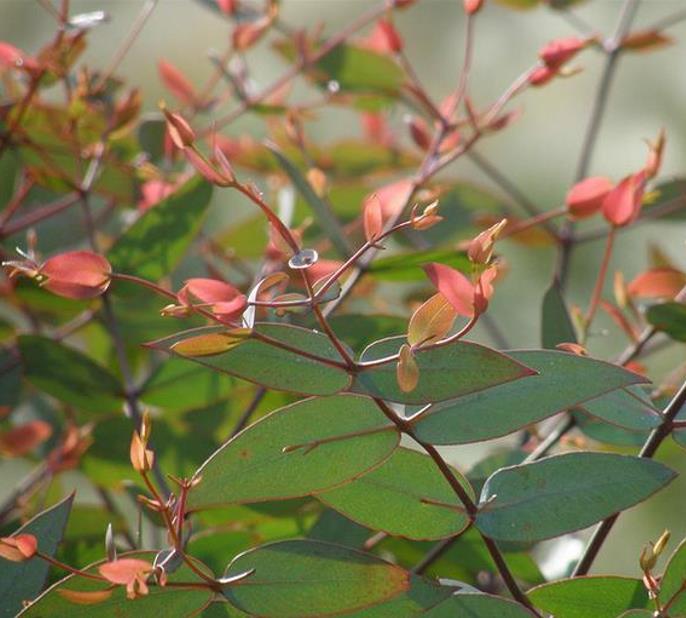 Eucalyptus radiata Ssp Radiata - Eucalipto Radiata Medicinal, Eucalipto Hortelã Pimenta de Folhas Estreitas, Blac - Imagem 3