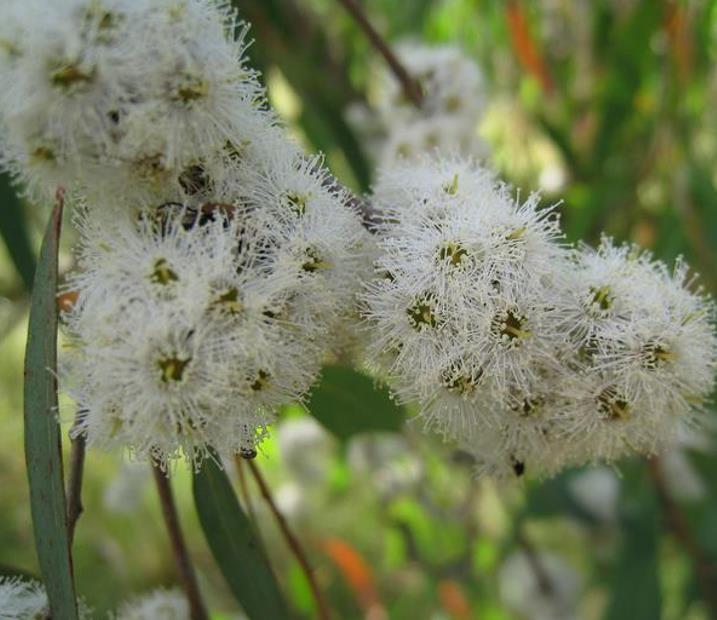 Eucalyptus radiata Ssp Radiata - Eucalipto Radiata Medicinal, Eucalipto Hortelã Pimenta de Folhas Estreitas, Blac - Imagem 4