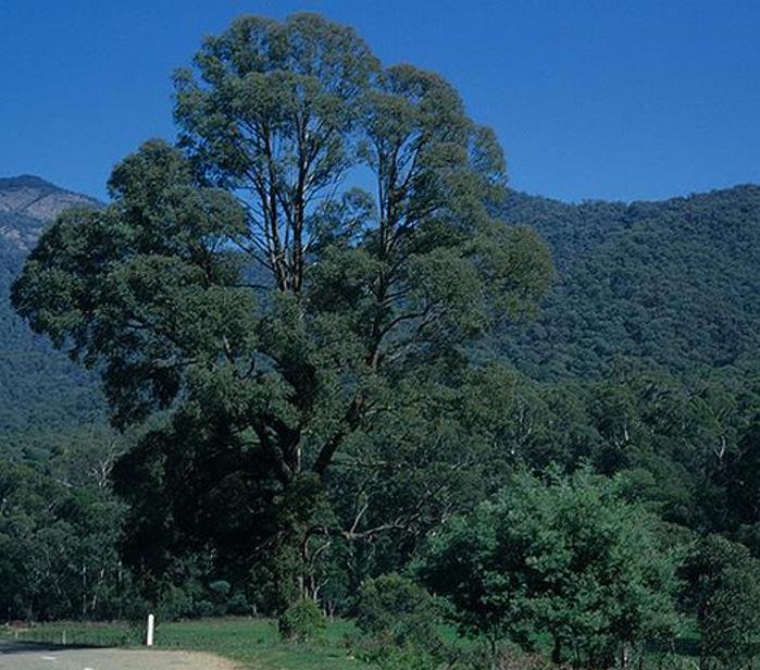 Eucalyptus radiata Ssp Radiata - Eucalipto Radiata Medicinal, Eucalipto Hortelã Pimenta de Folhas Estreitas, Blac - Imagem 5