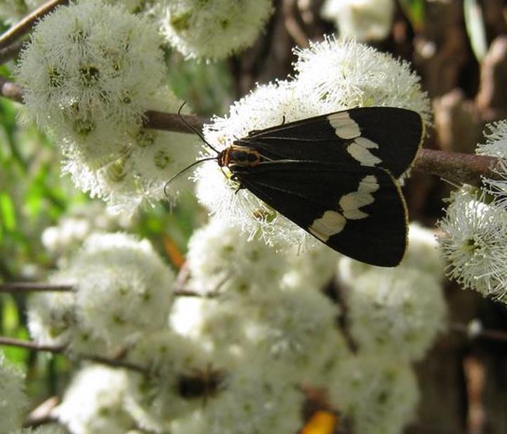Eucalyptus radiata Ssp Radiata - Eucalipto Radiata Medicinal, Eucalipto Hortelã Pimenta de Folhas Estreitas, Blac - Imagem 6