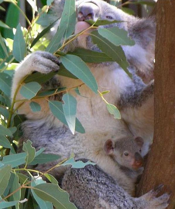 Eucalyptus radiata Ssp Radiata - Eucalipto Radiata Medicinal, Eucalipto Hortelã Pimenta de Folhas Estreitas, Blac - Imagem 7