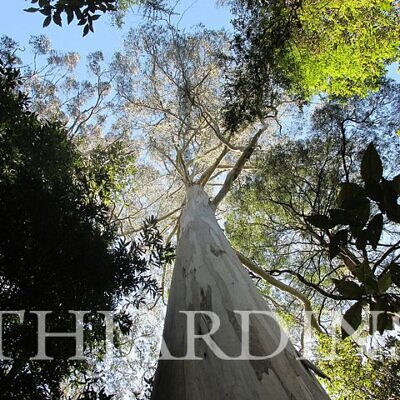 Eucalyptus Regnans - Eucalipto Gigante