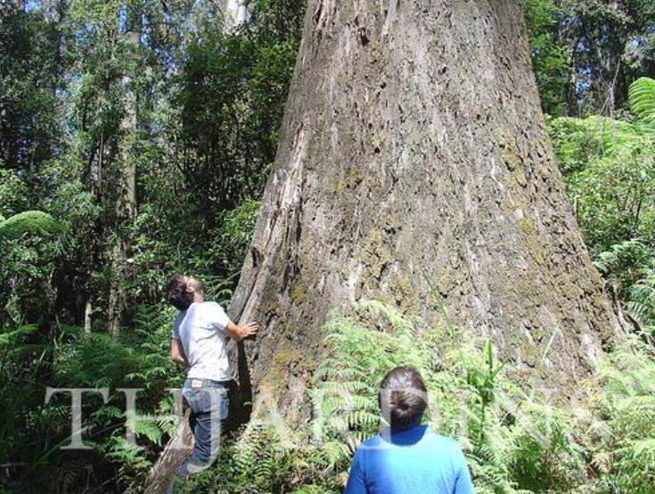 Eucalyptus Regnans - Eucalipto Gigante - Imagem 2