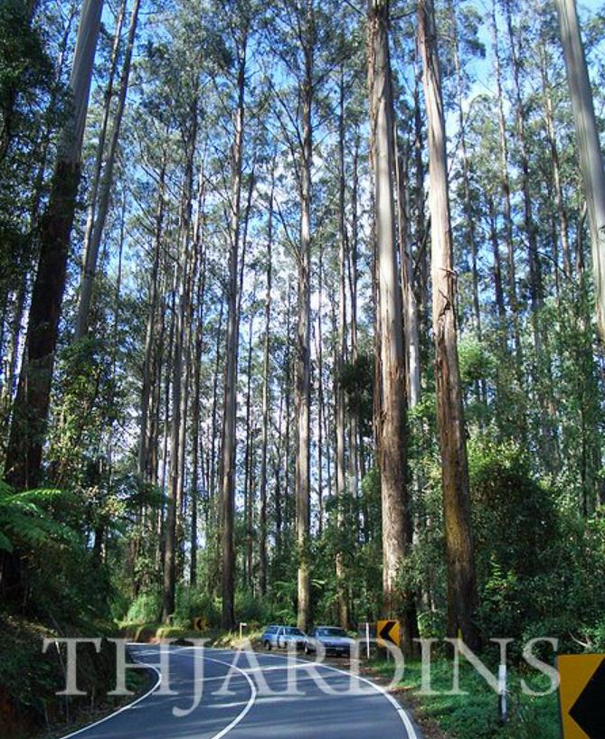 Eucalyptus Regnans - Eucalipto Gigante - Imagem 3