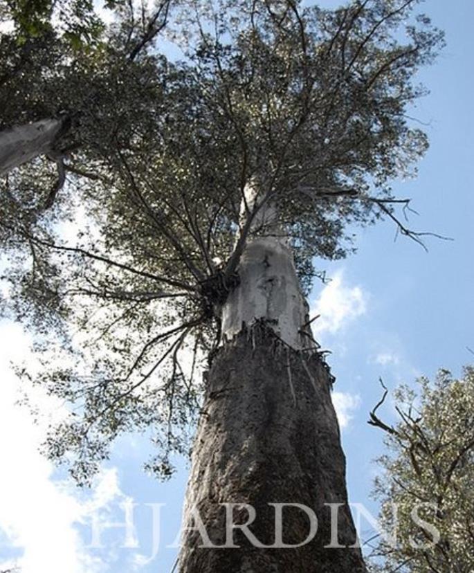 Eucalyptus Regnans - Eucalipto Gigante - Imagem 4