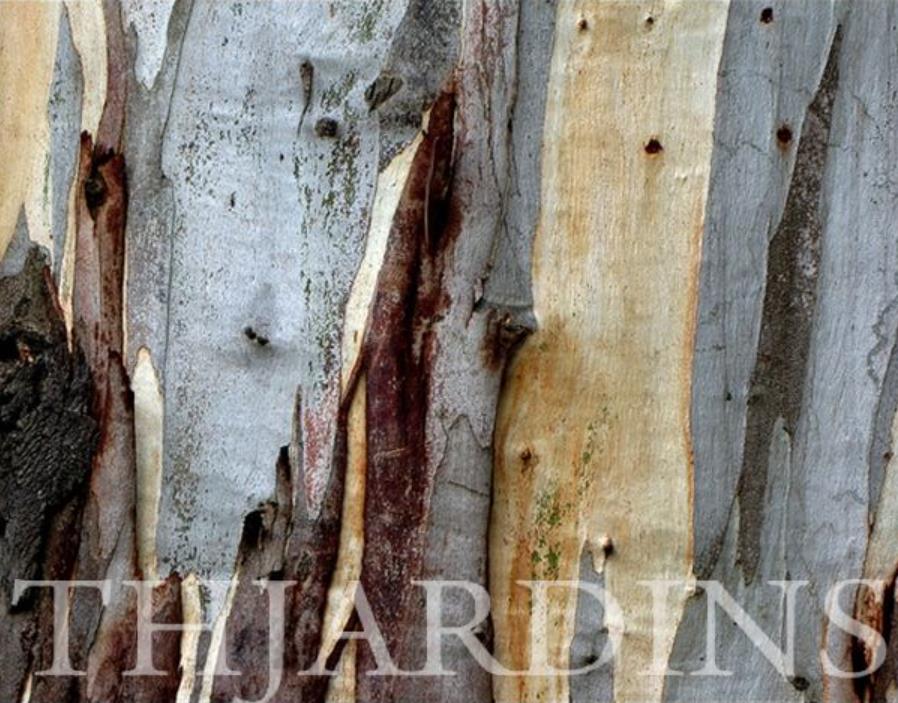 Eucalyptus Regnans - Eucalipto Gigante - Imagem 5
