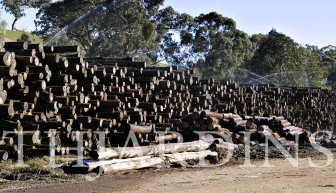 Eucalyptus Regnans - Eucalipto Gigante - Imagem 6