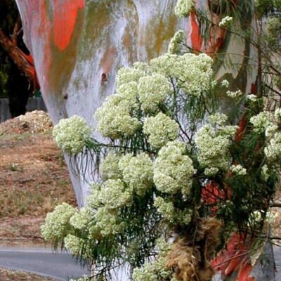 Eucalyptus rubida - Eucalipto Velas em Chama, Candlebark Gum, Candle Bark