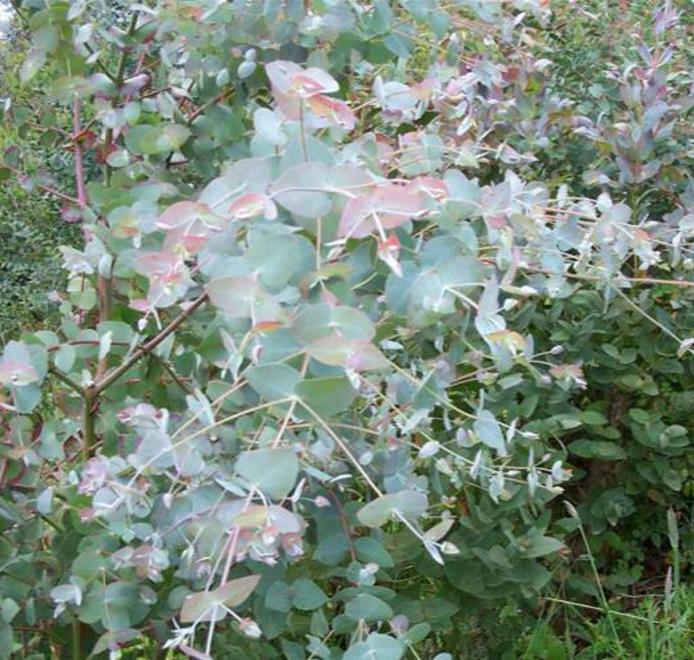 Eucalyptus rubida - Eucalipto Velas em Chama, Candlebark Gum, Candle Bark - Imagem 2