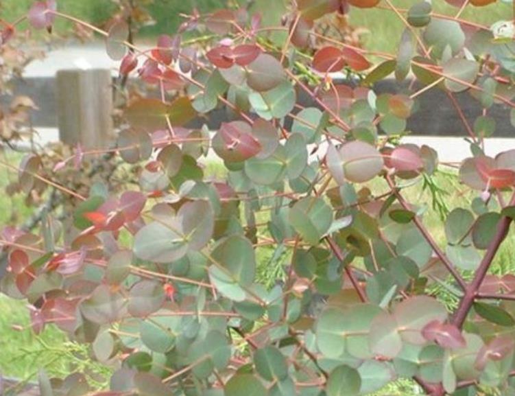 Eucalyptus rubida - Eucalipto Velas em Chama, Candlebark Gum, Candle Bark - Imagem 3
