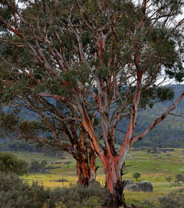 Eucalyptus rubida - Eucalipto Velas em Chama, Candlebark Gum, Candle Bark - Imagem 4