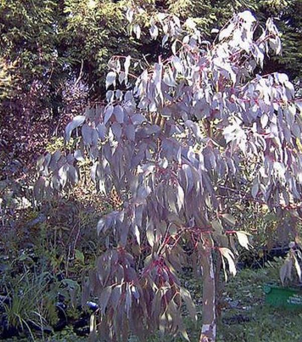 Eucalyptus rubida - Eucalipto Velas em Chama, Candlebark Gum, Candle Bark - Imagem 5