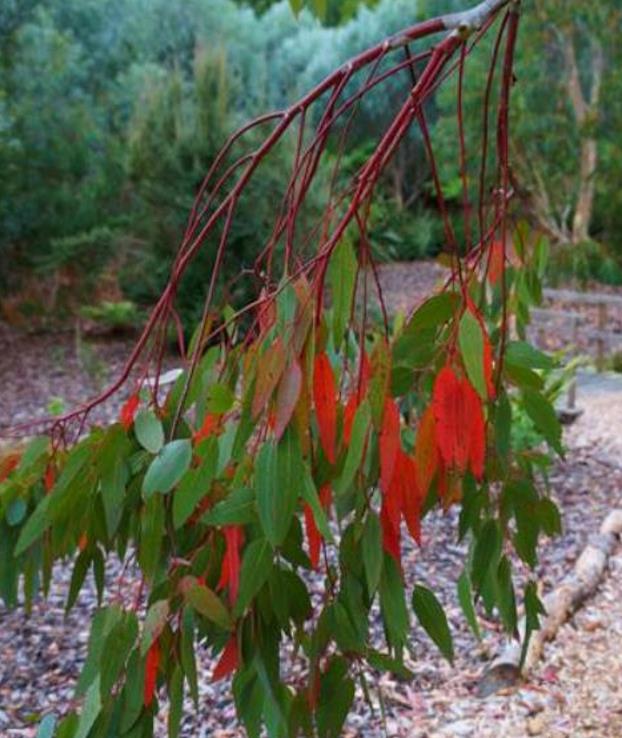 Eucalyptus rubida - Eucalipto Velas em Chama, Candlebark Gum, Candle Bark - Imagem 6