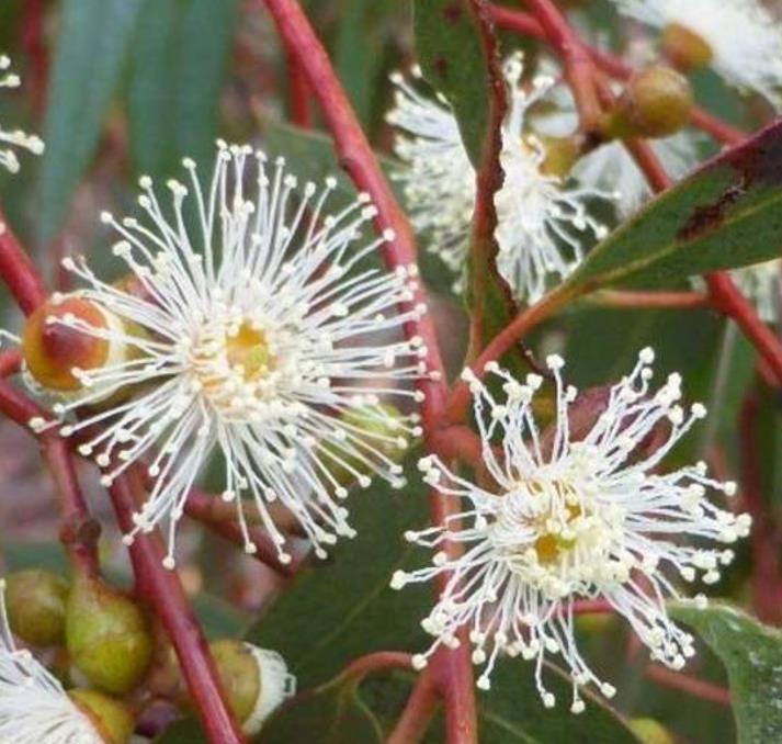 Eucalyptus rubida - Eucalipto Velas em Chama, Candlebark Gum, Candle Bark - Imagem 7