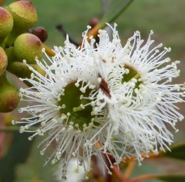 Eucalyptus rubida - Eucalipto Velas em Chama, Candlebark Gum, Candle Bark - Imagem 8