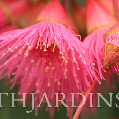 EUCALYPTUS SIDEROXYLON - EUCALIPTO IRONBARK FLORAÇÃO ROSA