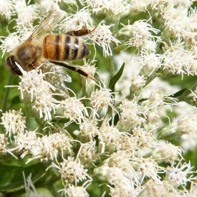 Eupatorium perfoliatum - Boneset, Eupatório, Antimônio Vegetal, Suor Vegetal, Febre do Mar, Febre Beakbon