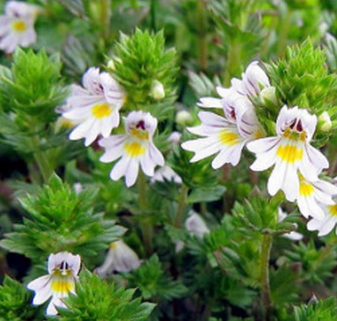 Euphrasia rostkoviana sp (Euphrasia officinalis) - Consolo da Vista, Colírio Eufrásia, Erva Medicinal Euphrasia, Eyebright, Eyewort - Imagem 2