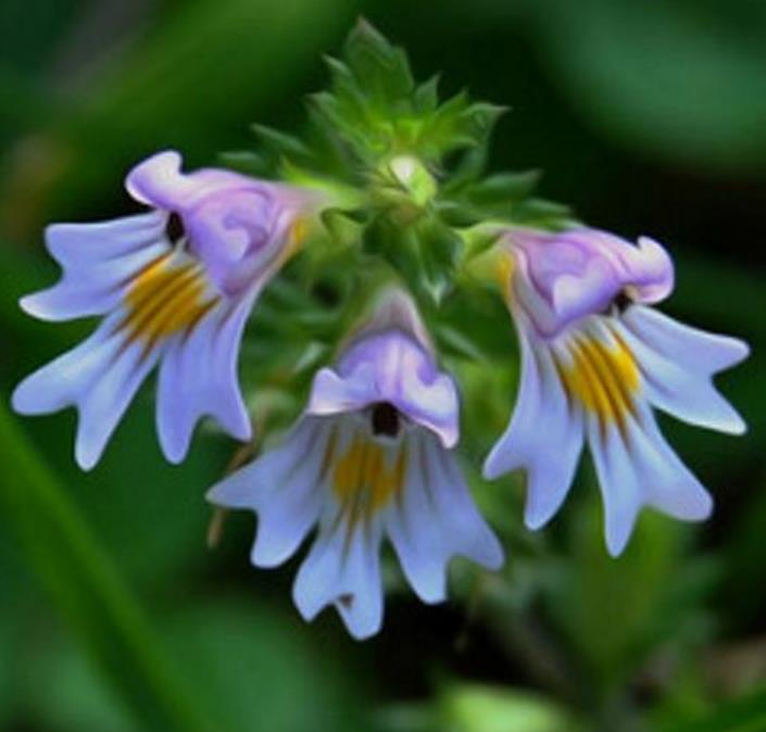 Euphrasia rostkoviana sp (Euphrasia officinalis) - Consolo da Vista, Colírio Eufrásia, Erva Medicinal Euphrasia, Eyebright, Eyewort - Imagem 3