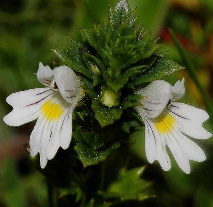 Euphrasia rostkoviana sp (Euphrasia officinalis) - Consolo da Vista, Colírio Eufrásia, Erva Medicinal Euphrasia, Eyebright, Eyewort - Imagem 4