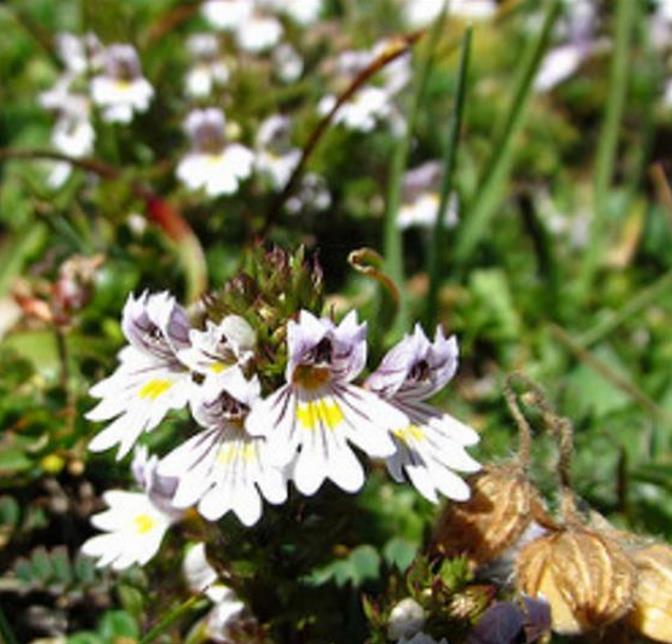 Euphrasia rostkoviana sp (Euphrasia officinalis) - Consolo da Vista, Colírio Eufrásia, Erva Medicinal Euphrasia, Eyebright, Eyewort - Imagem 5