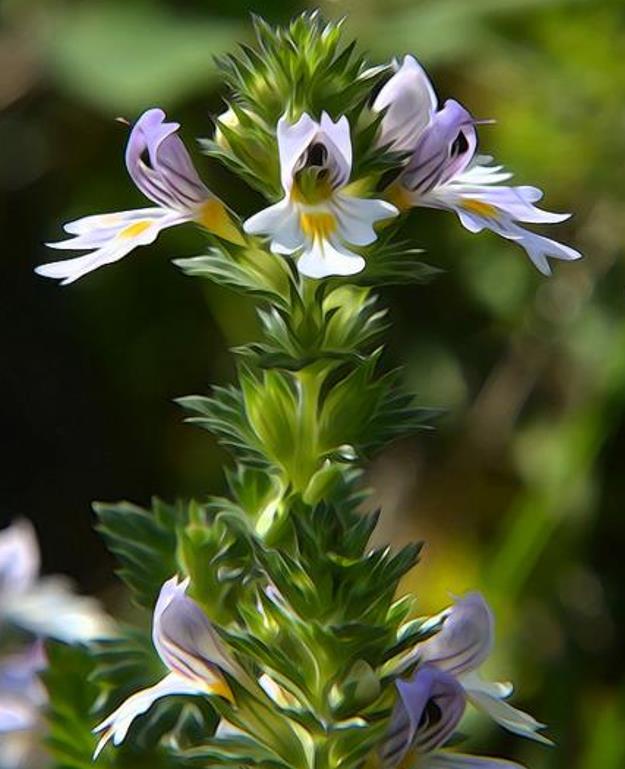 Euphrasia rostkoviana sp (Euphrasia officinalis) - Consolo da Vista, Colírio Eufrásia, Erva Medicinal Euphrasia, Eyebright, Eyewort - Imagem 6