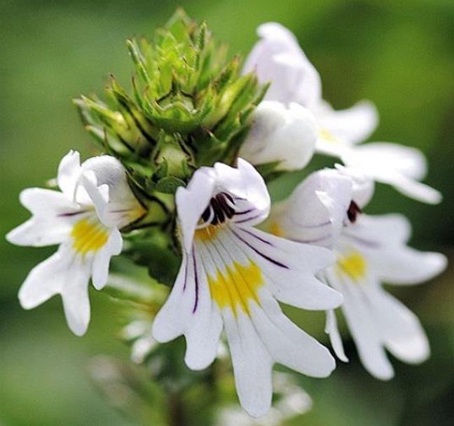 Euphrasia rostkoviana sp (Euphrasia officinalis) - Consolo da Vista, Colírio Eufrásia, Erva Medicinal Euphrasia, Eyebright, Eyewort - Imagem 7