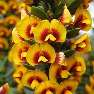 Eutaxia myrtifolia - Esperance Wildflower, Flor Selvagem de Esperance, Arbusto Ovos e Bacon, Eggs & B