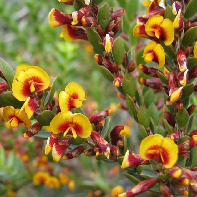 Eutaxia myrtifolia - Esperance Wildflower, Flor Selvagem de Esperance, Arbusto Ovos e Bacon, Eggs & B - Imagem 2